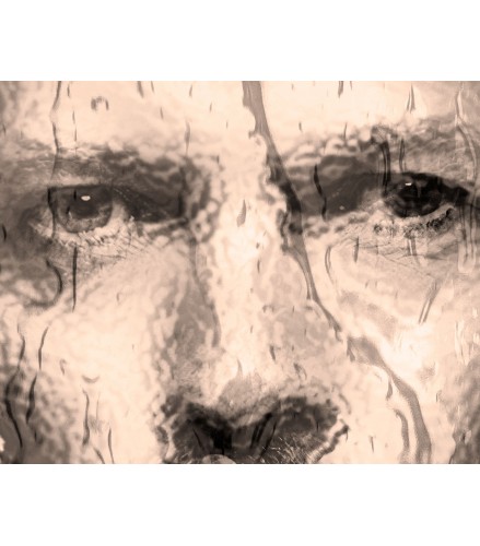 Edition D.B Immortal 30