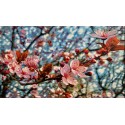 Plum Blossom