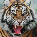 The Tiger's Gaze