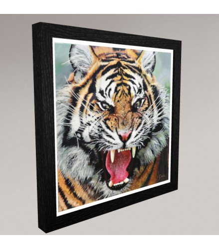 The Tiger's Gaze