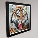 The Tiger's Gaze