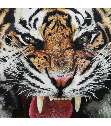 The Tiger's Gaze