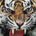 The Tiger's Gaze